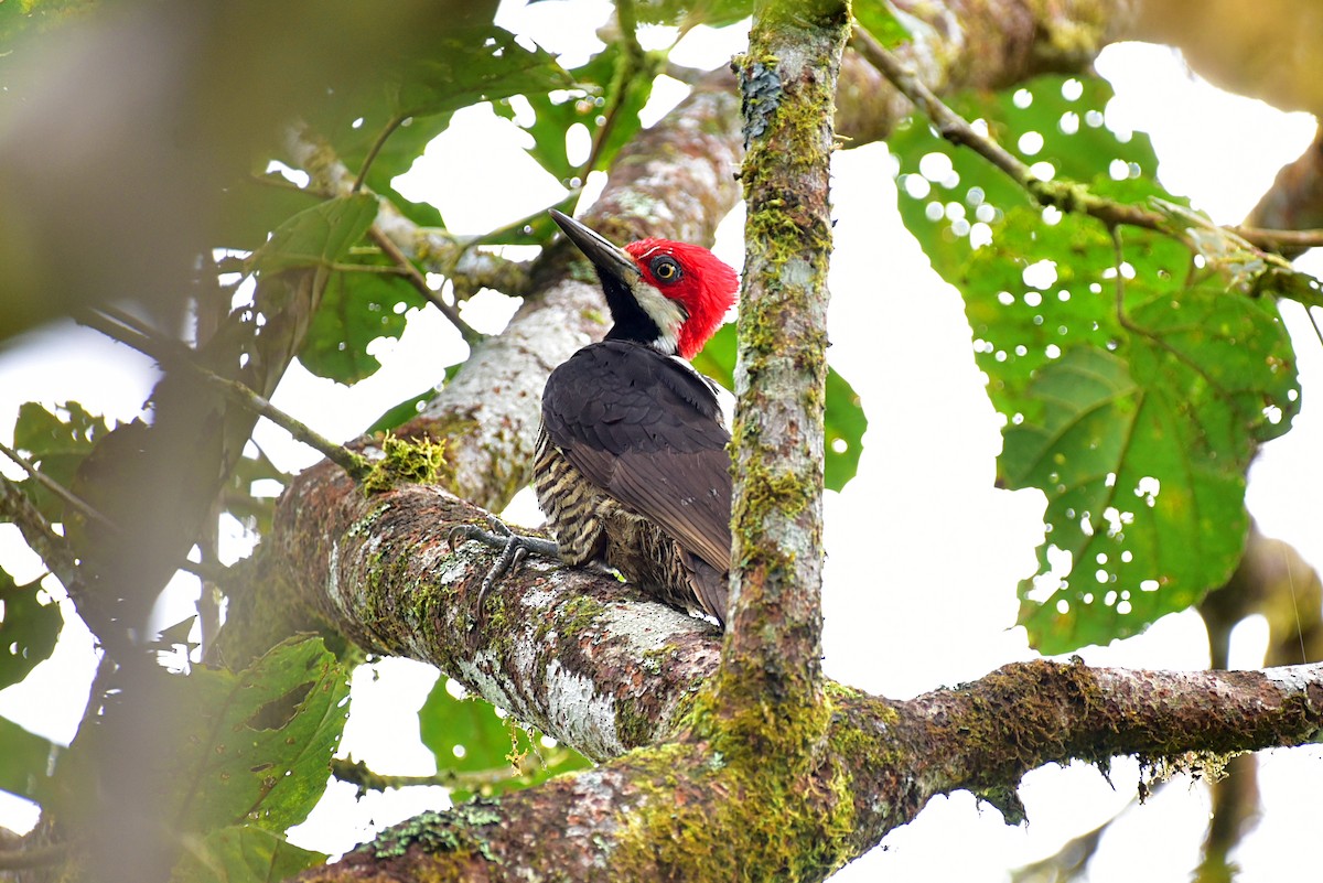 Guayaquil Woodpecker - ML110957811