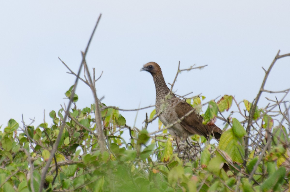 East Brazilian Chachalaca - ML110957831