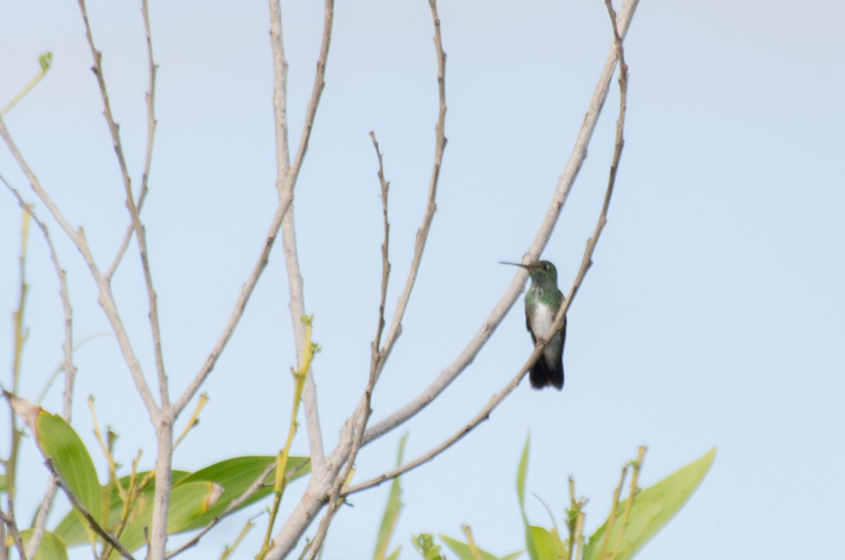 kolibřík zrcadlový - ML110957931