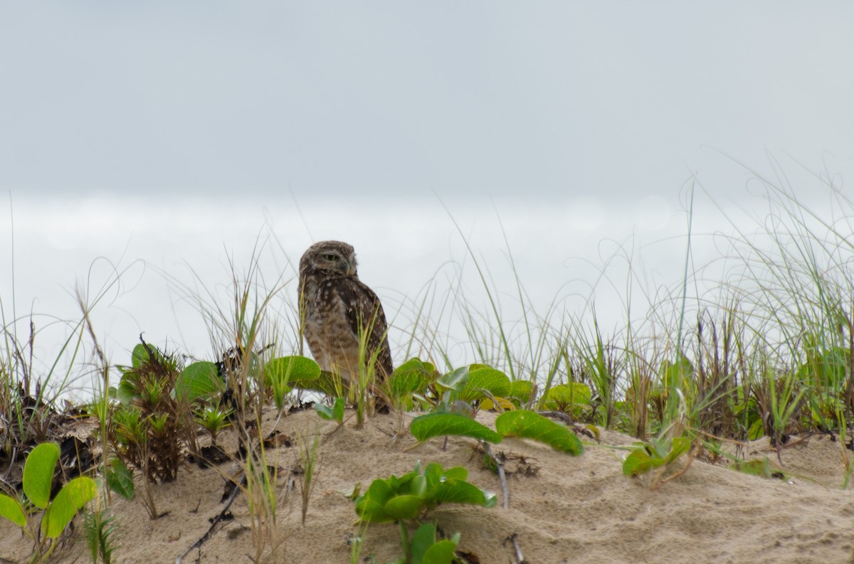 Burrowing Owl - ML110958161