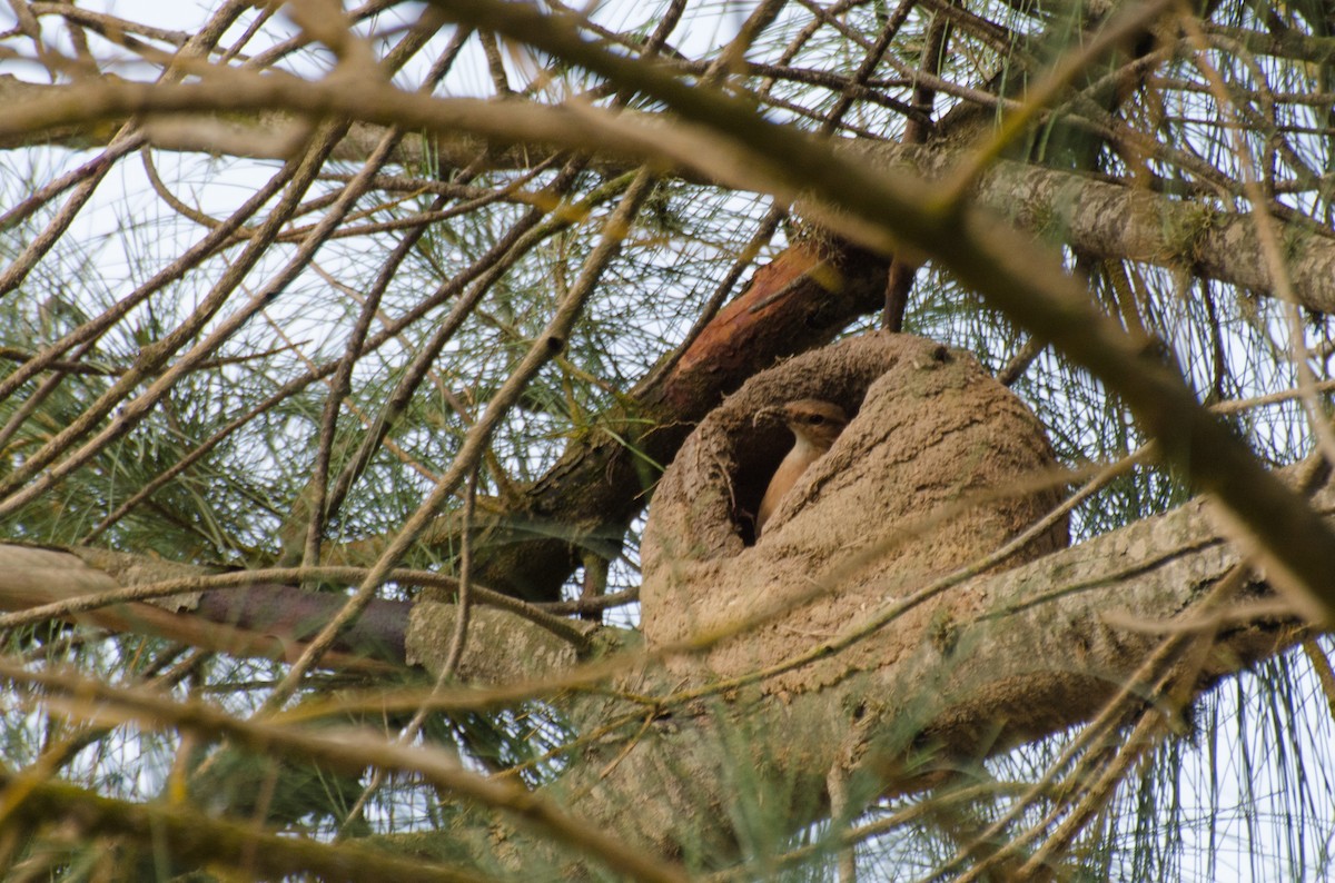 Rufous Hornero - ML110958241