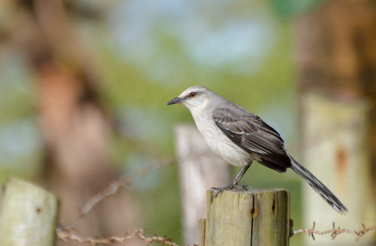 Tropical Mockingbird - ML110958451