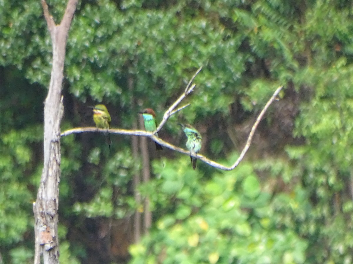 Blue-throated Bee-eater - ML110958471