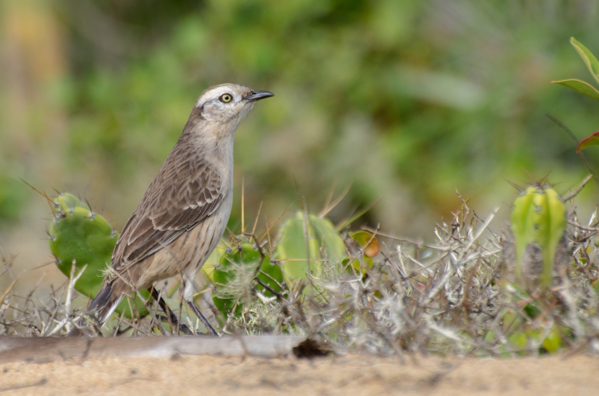 Chalk-browed Mockingbird - ML110958481