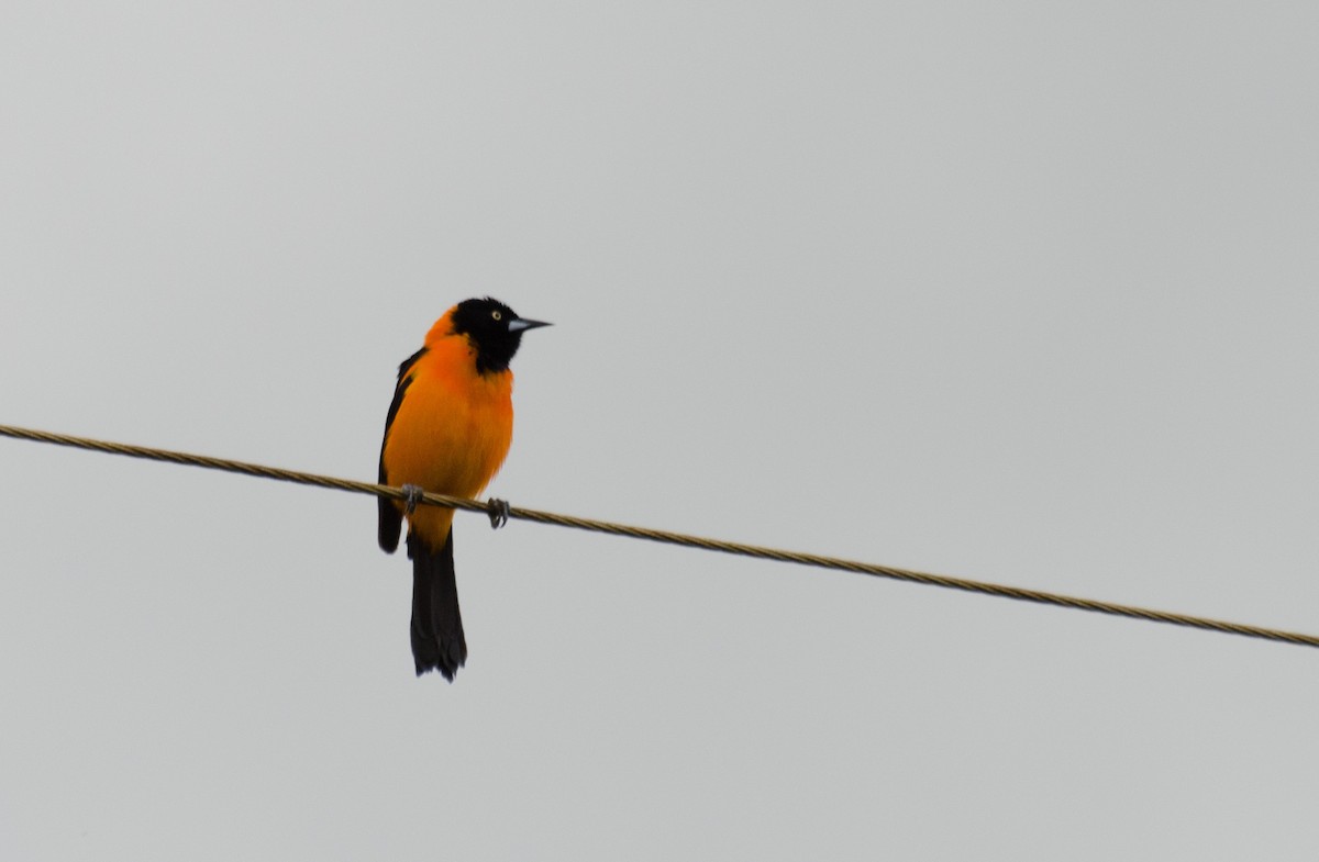 Campo Troupial - Marcos Eugênio Birding Guide