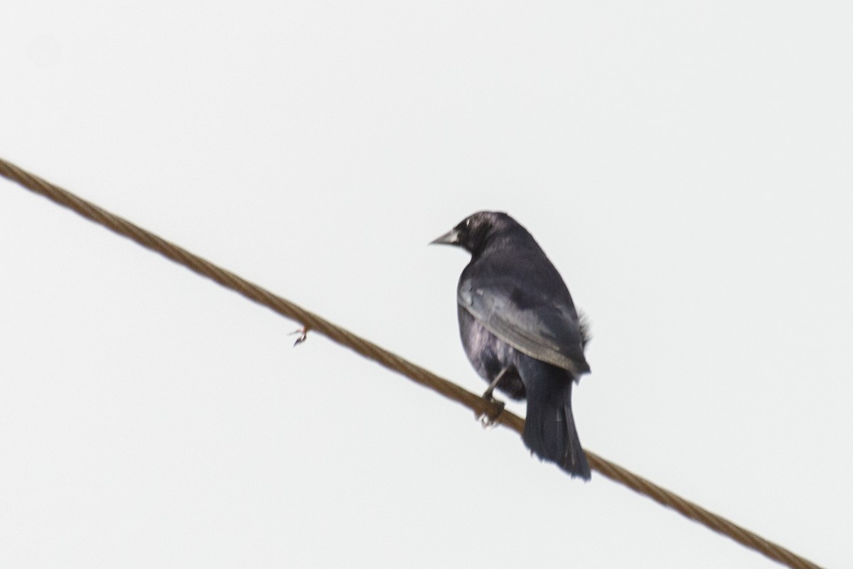 Shiny Cowbird - ML110958521