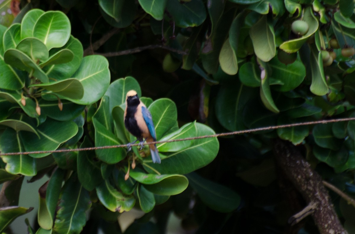 Burnished-buff Tanager - Marcos Eugênio Birding Guide