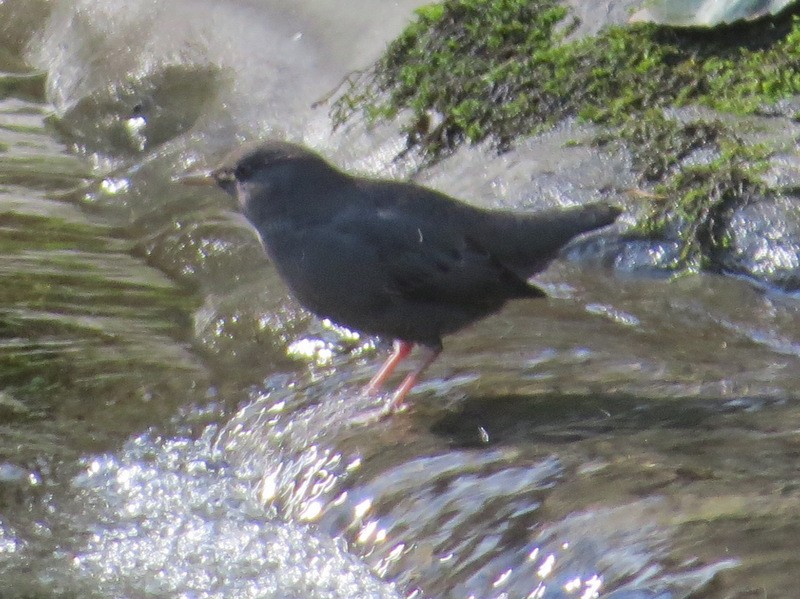 American Dipper - ML110958681