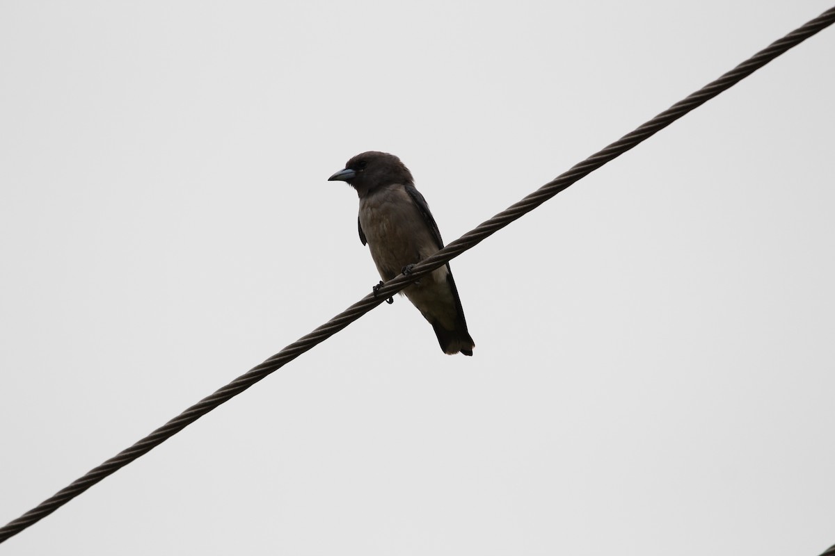 Ashy Woodswallow - ML110959651