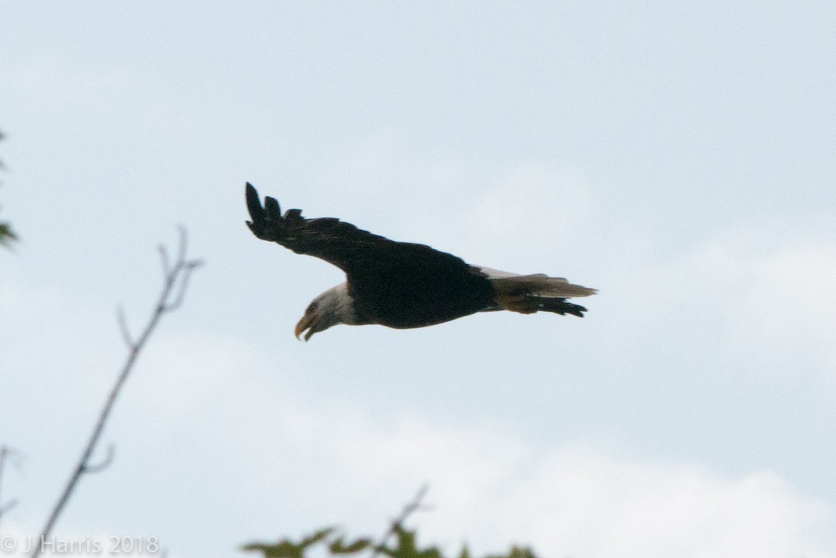 Bald Eagle - ML110960191
