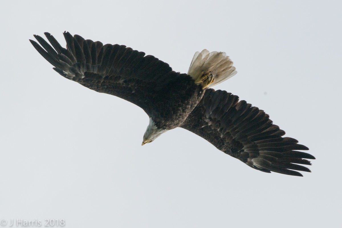 Bald Eagle - ML110960201
