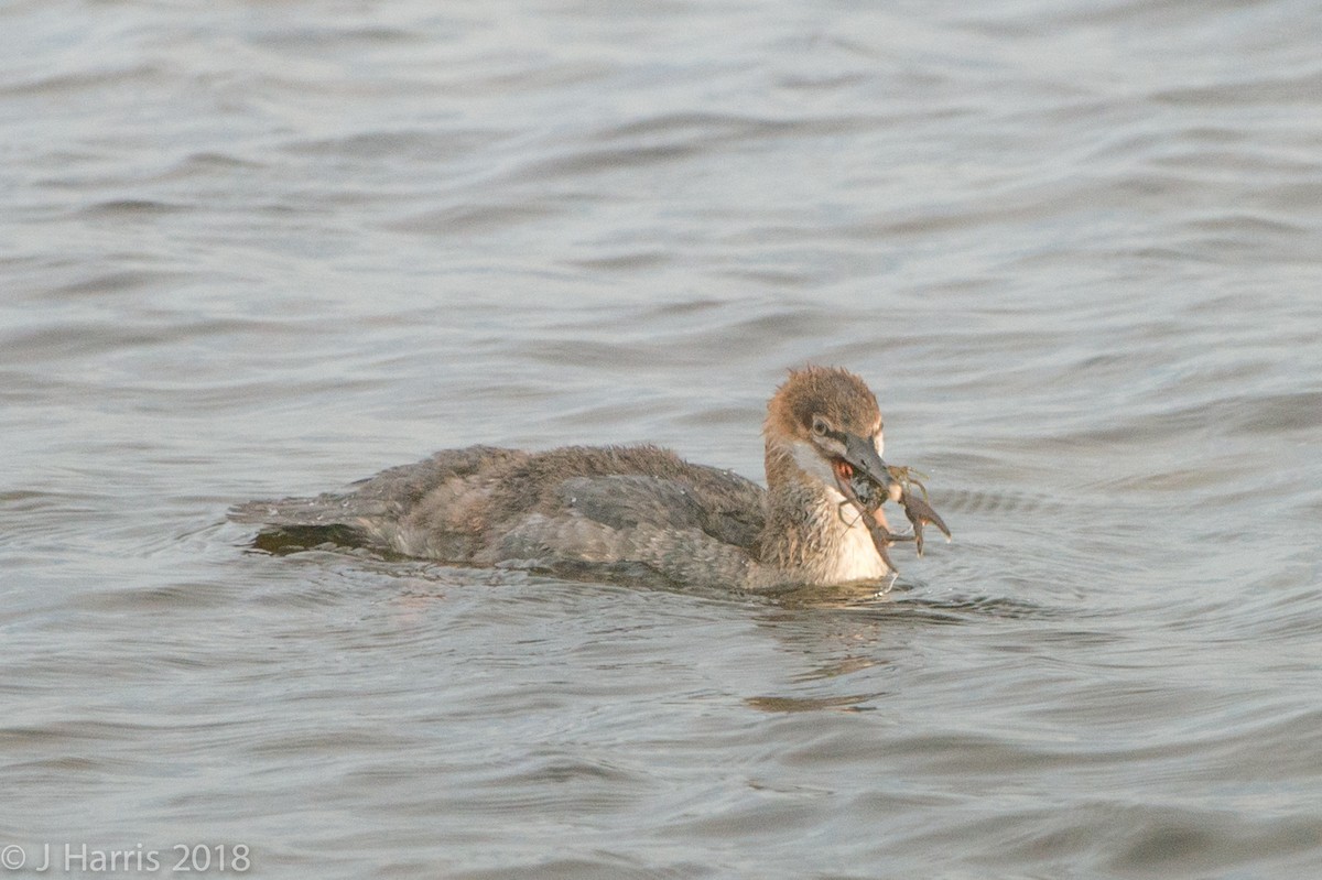 Хумхин бохио - ML110960601