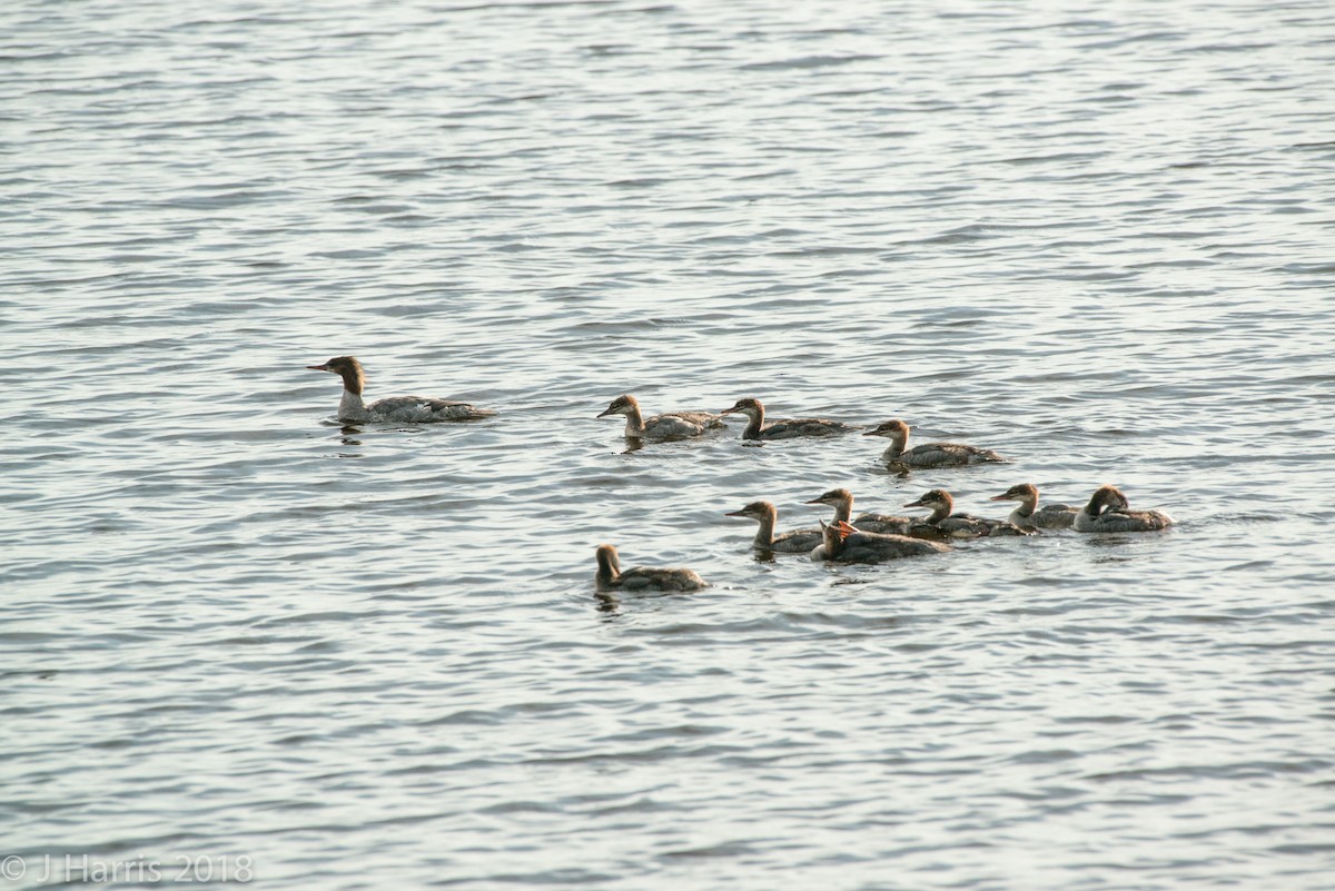 Хумхин бохио - ML110960611