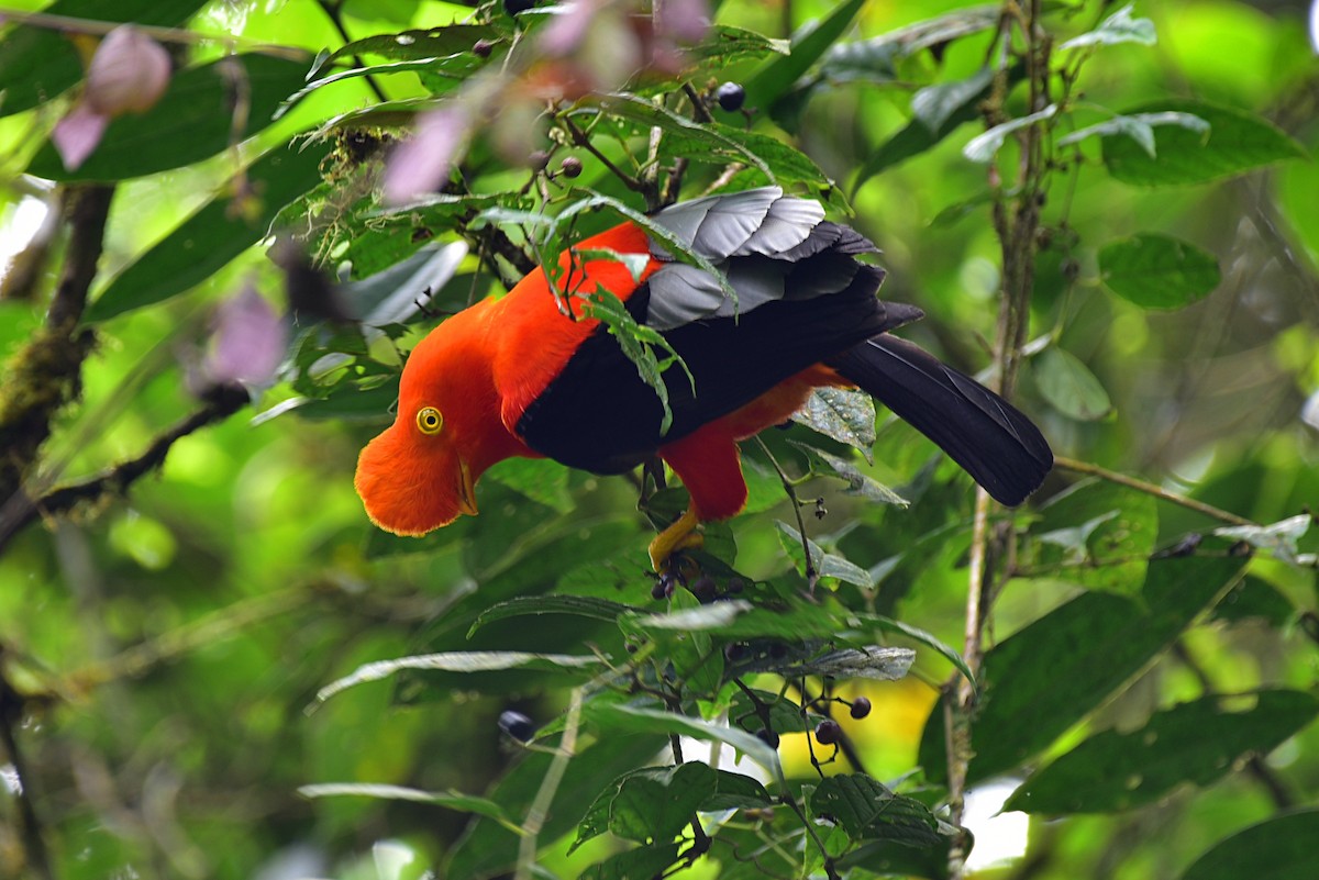 Andean Cock-of-the-rock - Peter Lewis