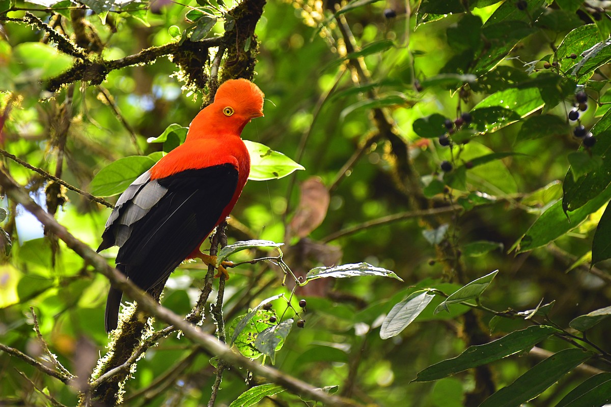 Andean Cock-of-the-rock - ML110960631