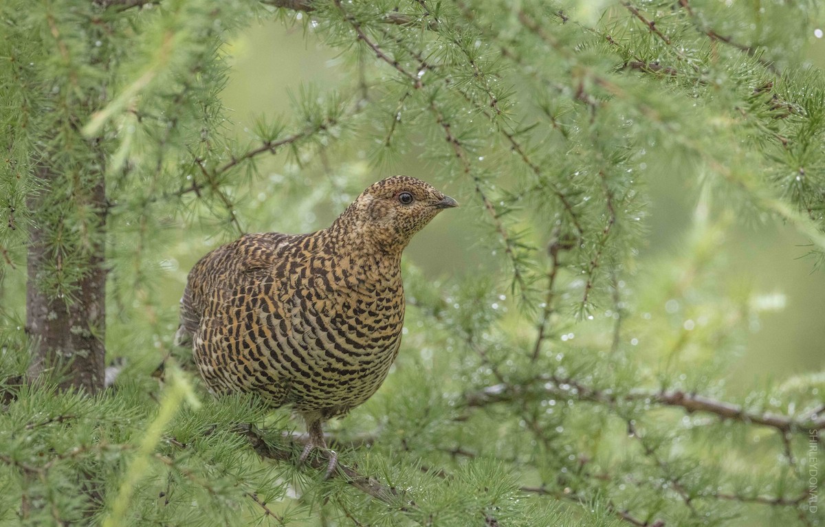 Spruce Grouse - Shirley Donald