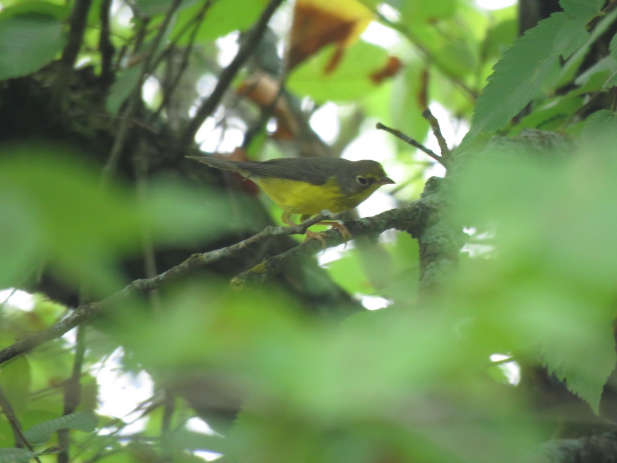 Canada Warbler - ML110966321
