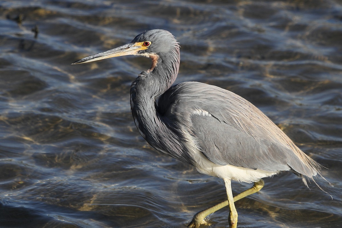 Tricolored Heron - ML110968971