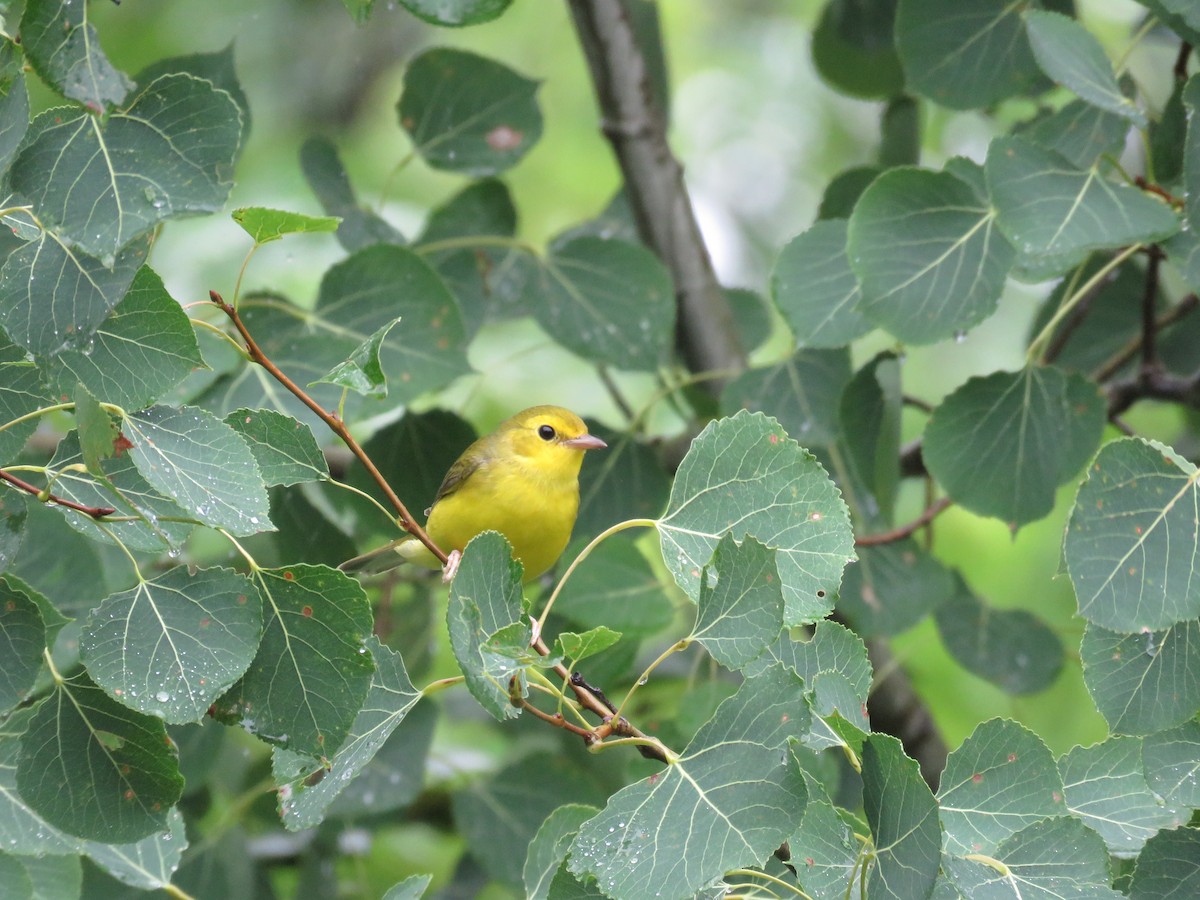 Yellow Warbler - ML110973101