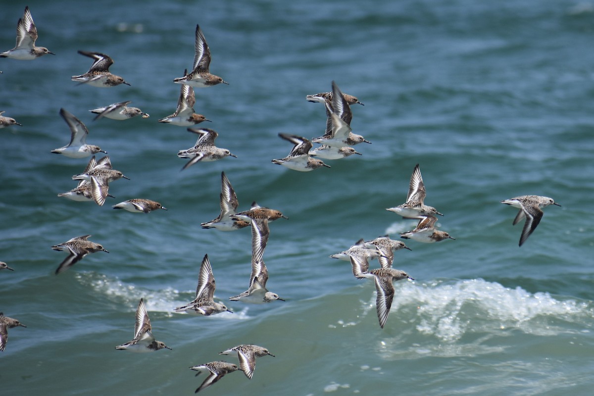 Bécasseau sanderling - ML110973321