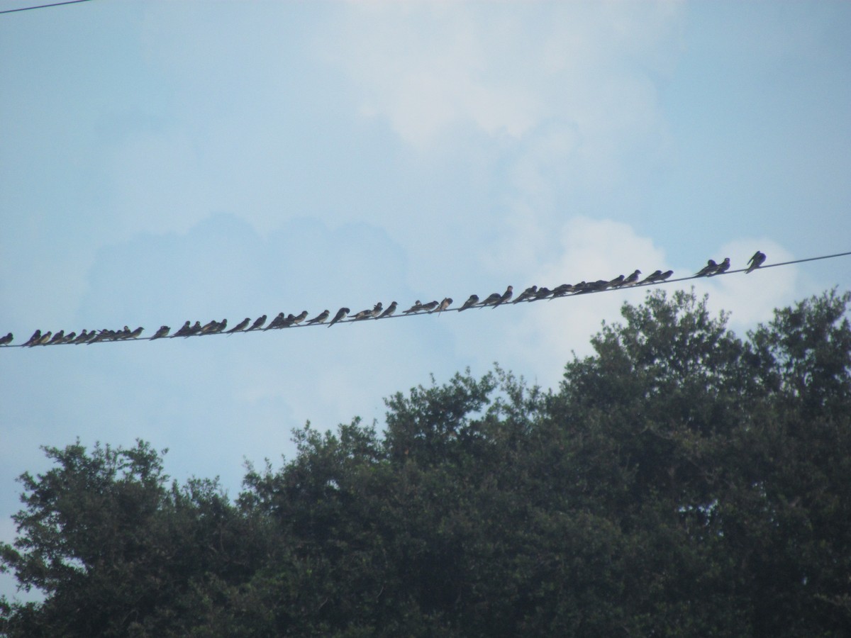 Barn Swallow - ML110973691