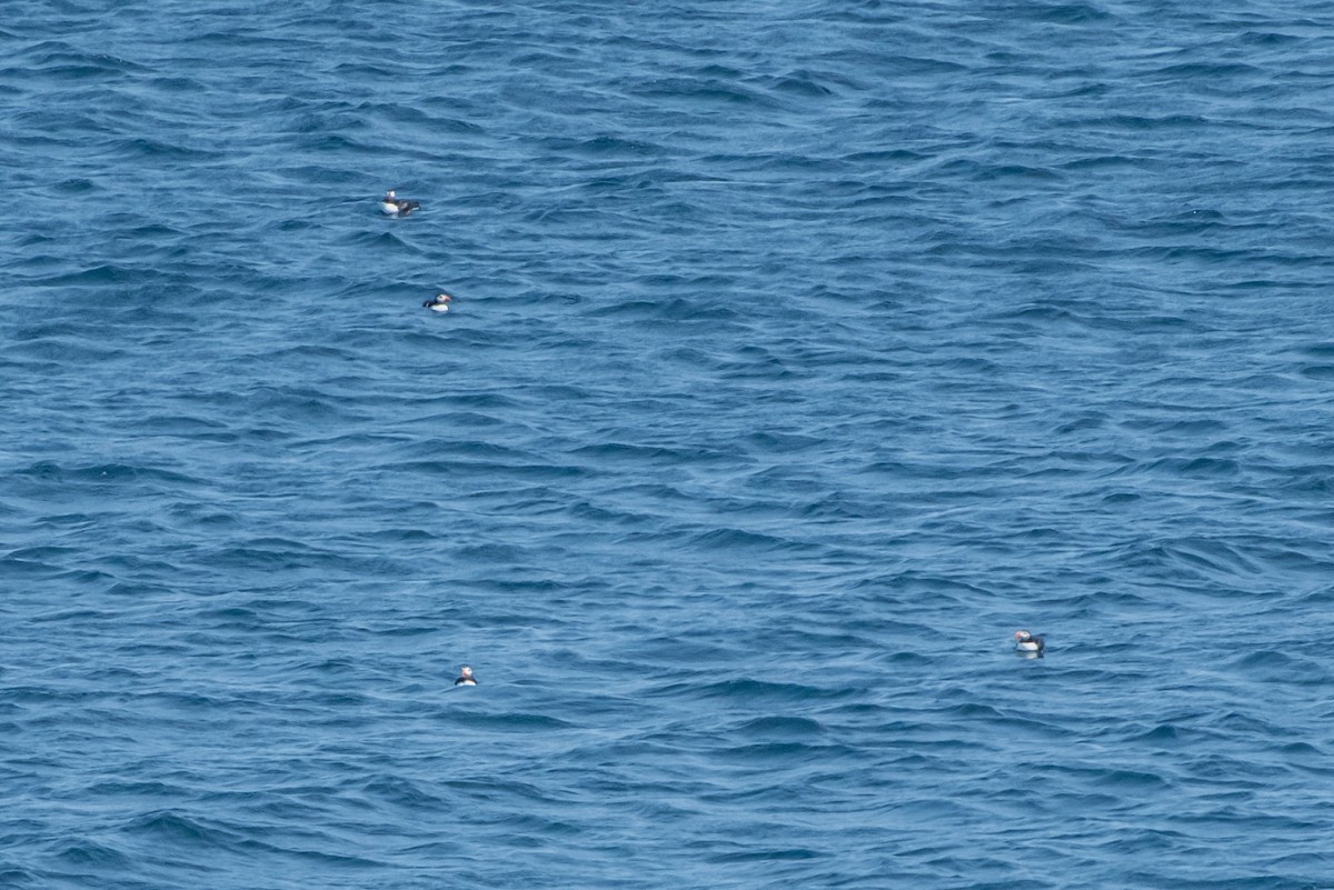 Atlantic Puffin - ML110975701