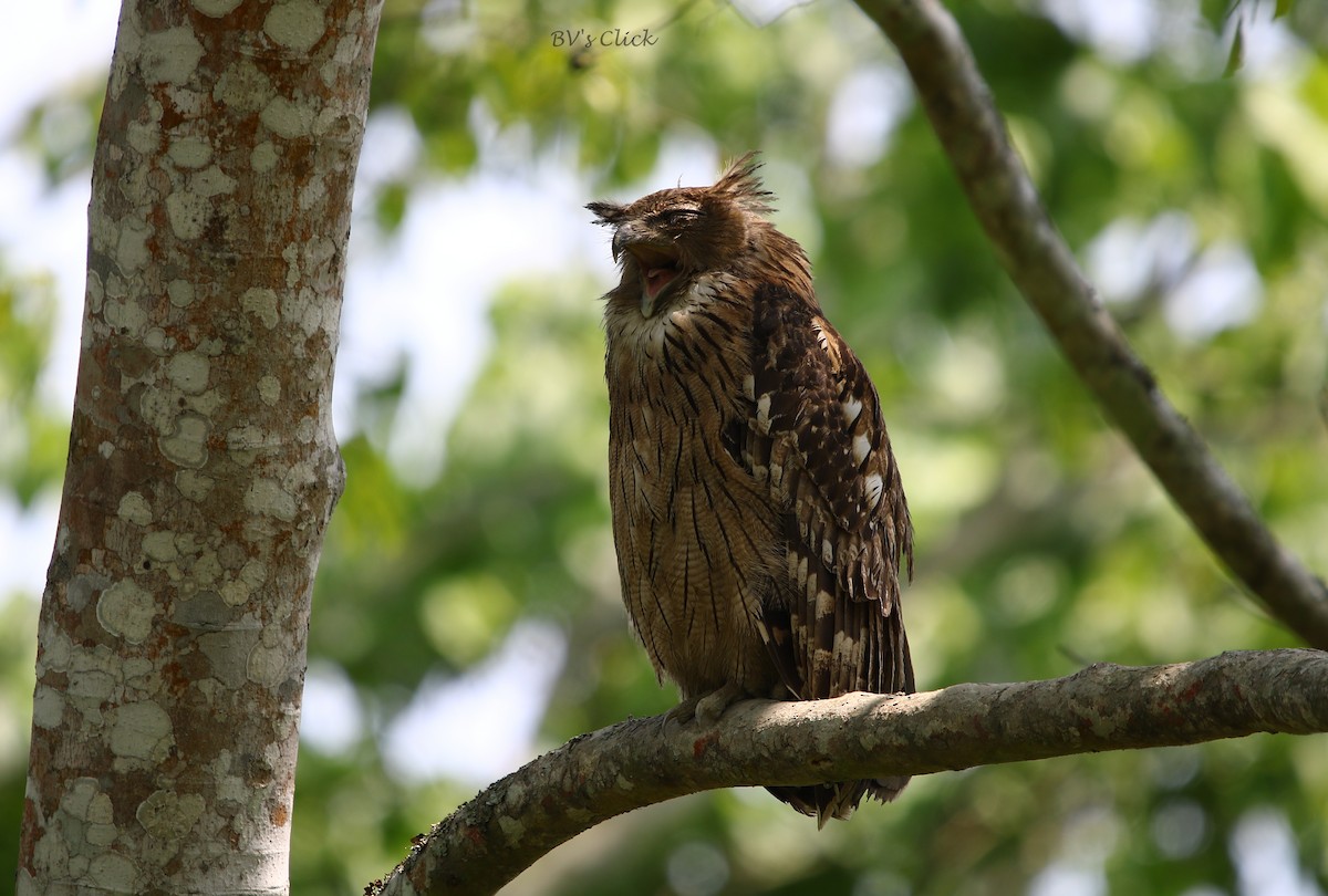 Brown Fish-Owl - Bhaarat Vyas