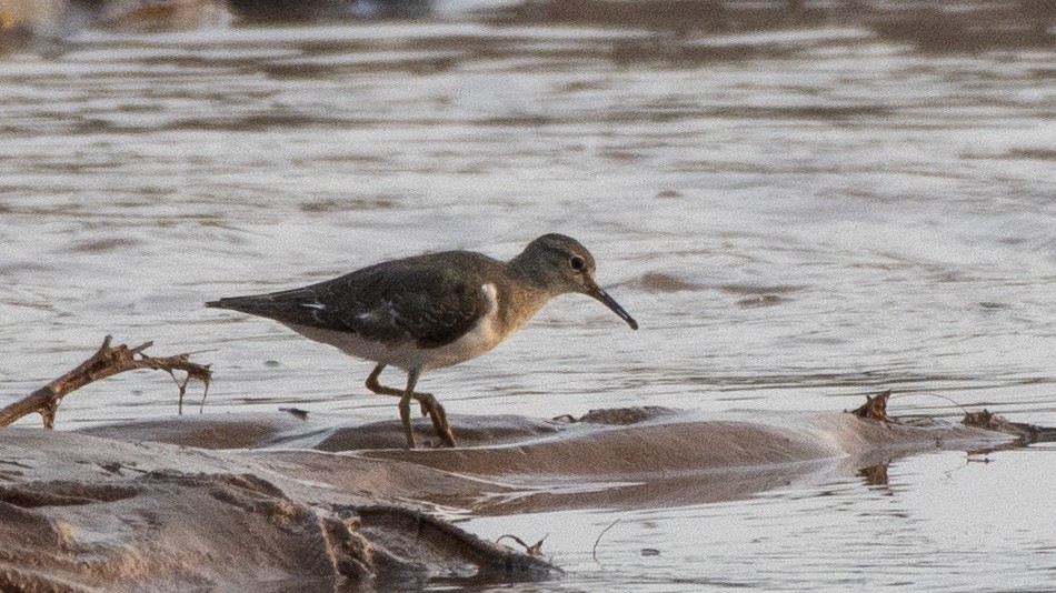 Common Sandpiper - Parmil Kumar