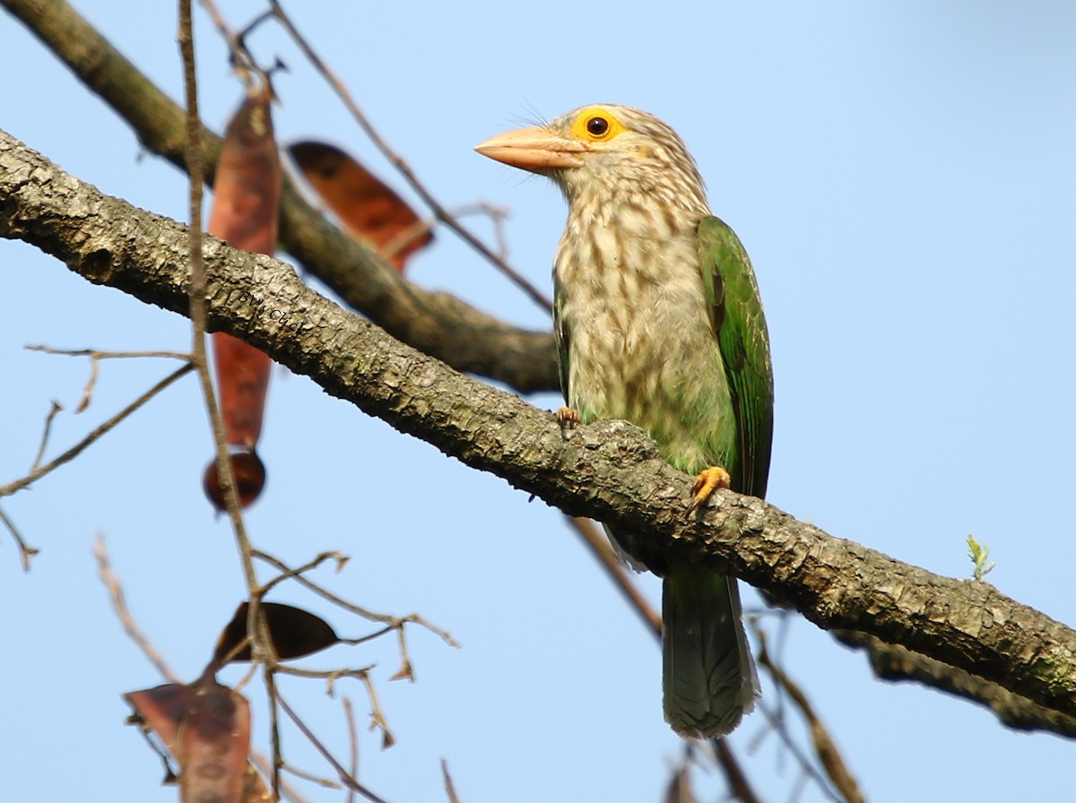 Lineated Barbet - Bhaarat Vyas