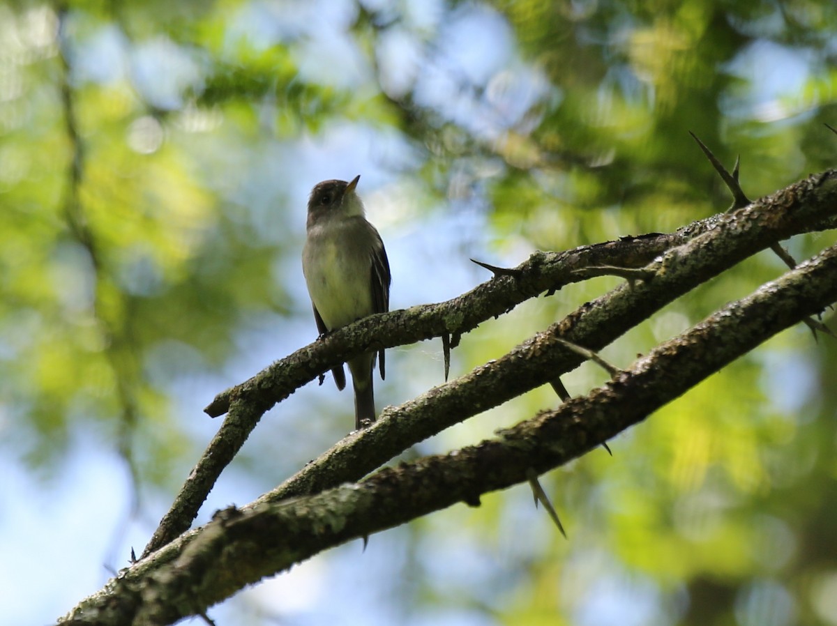 Eastern Wood-Pewee - ML110977781