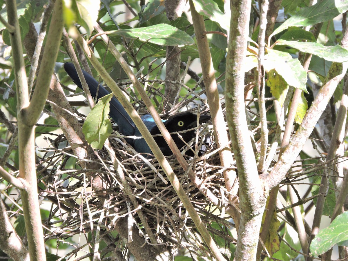 Bushy-crested Jay - ML110977881