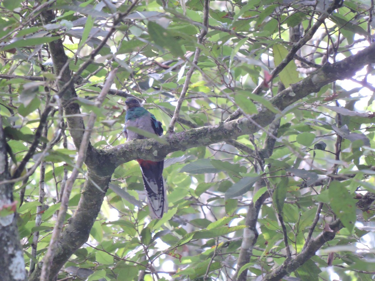 Resplendent Quetzal (Guatemalan) - ML110978021