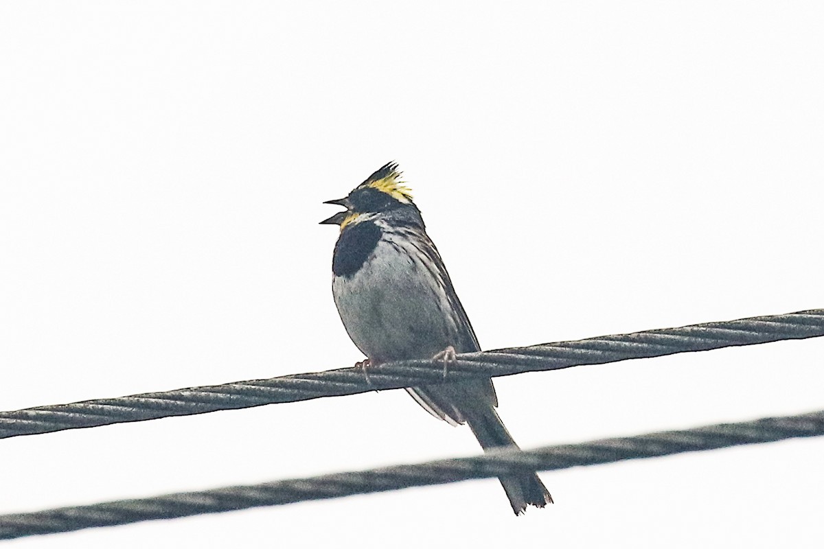 Yellow-throated Bunting - ML110978031