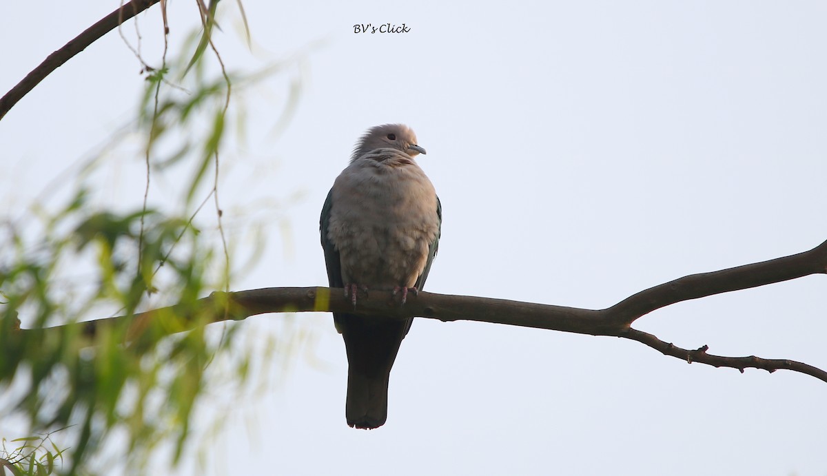 Green Imperial-Pigeon - Bhaarat Vyas