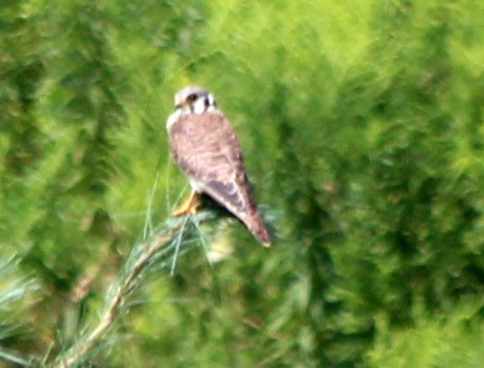 American Kestrel - ML110979251