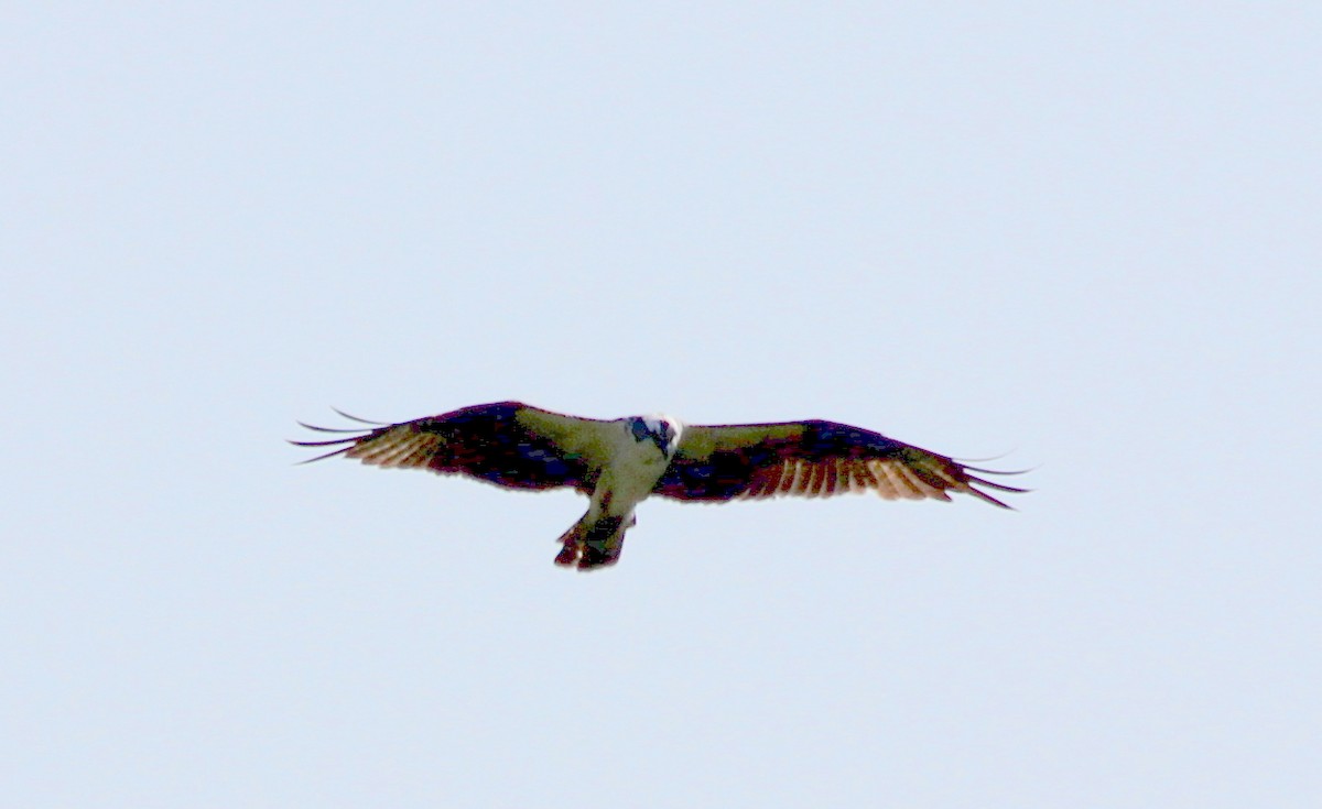 Osprey - ML110979481