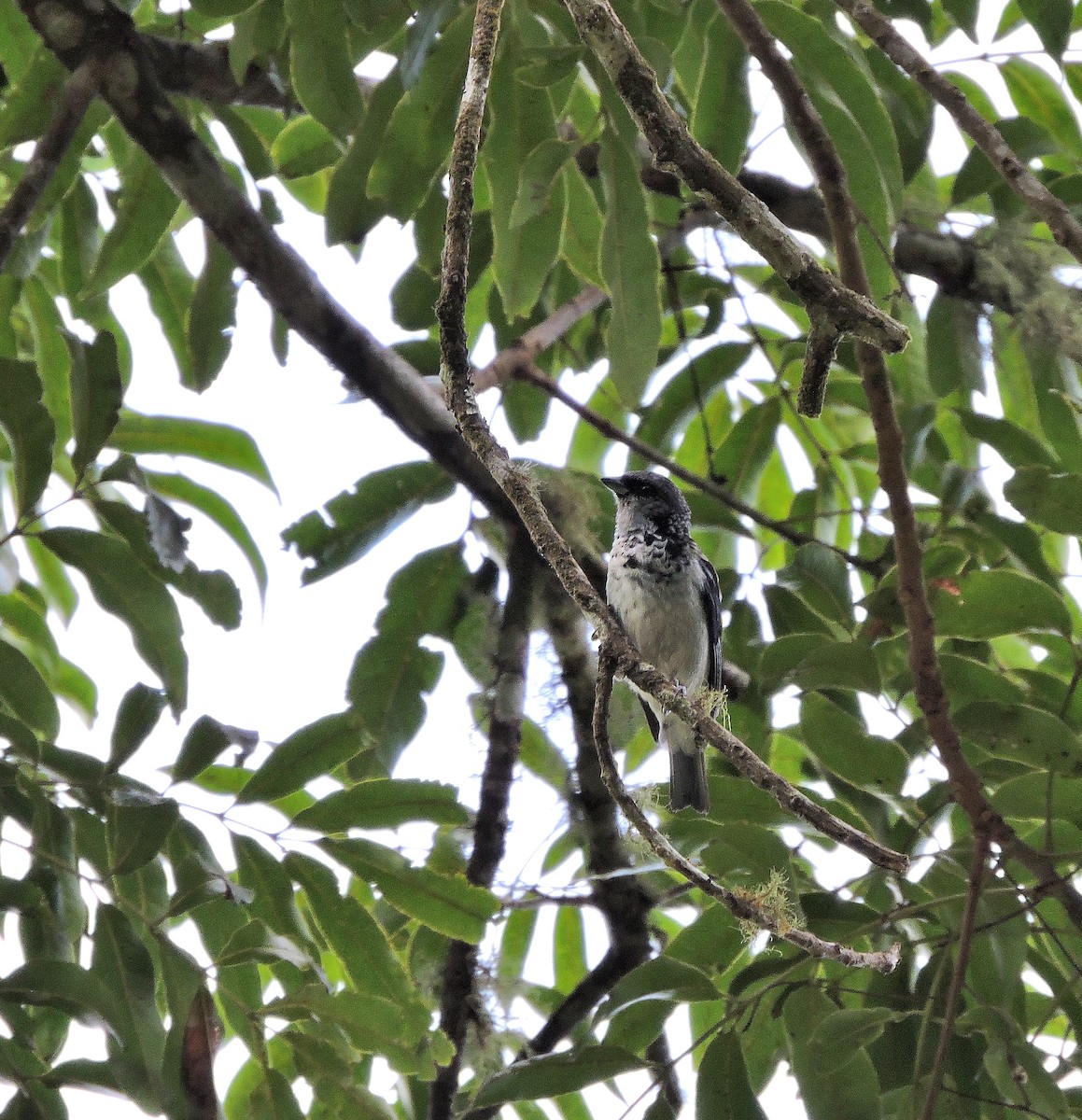 Azure-rumped Tanager - ML110979571