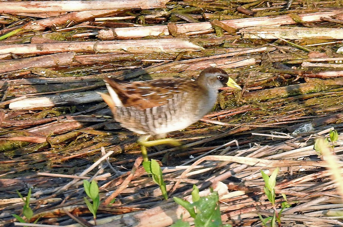 Polluela Sora - ML110979771