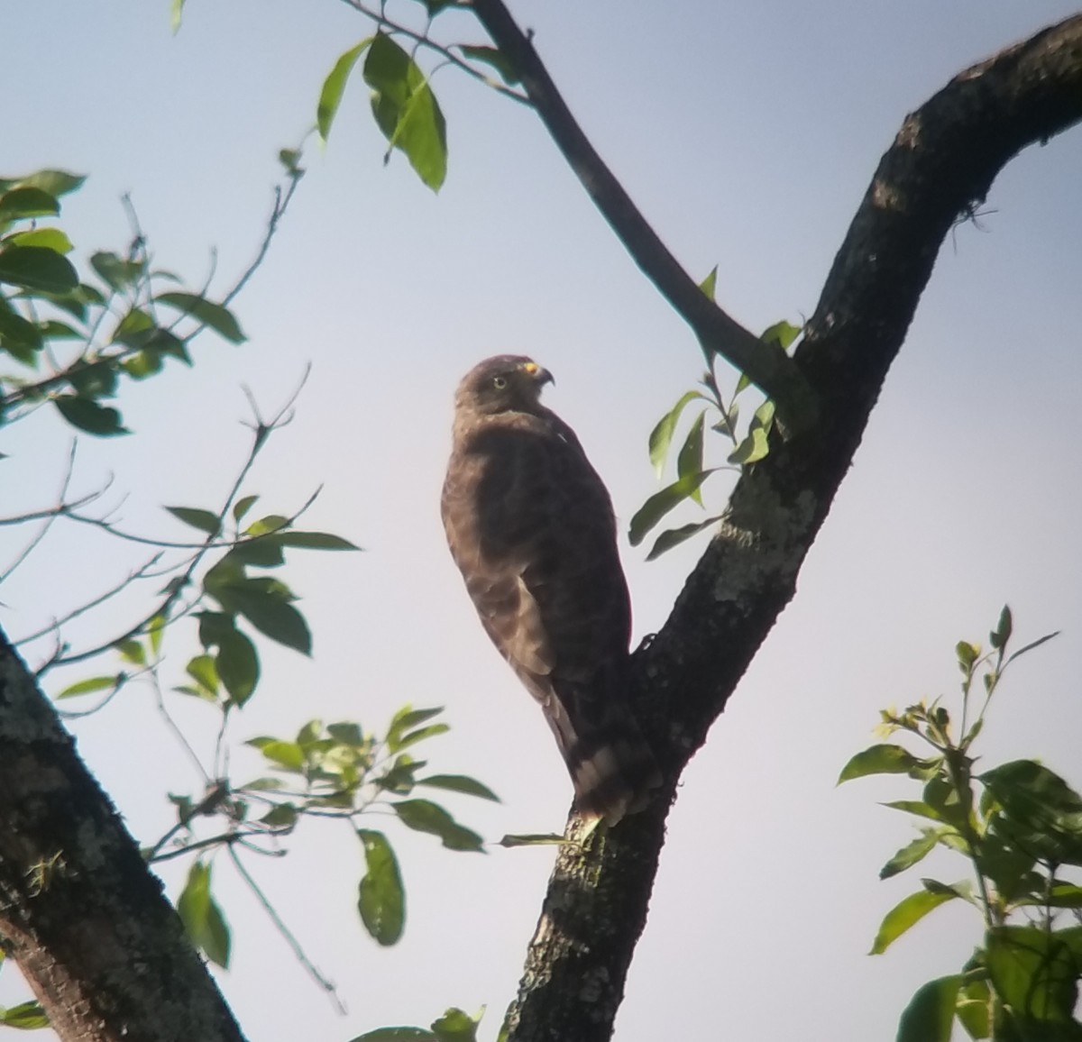 Roadside Hawk - Donald Pendleton