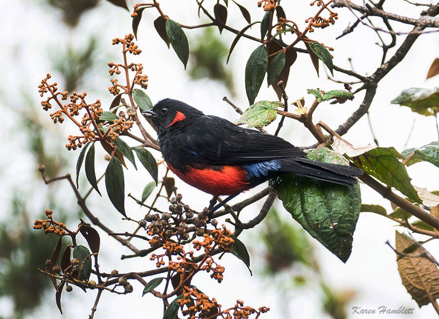 Scarlet-bellied Mountain Tanager - Karen  Hamblett