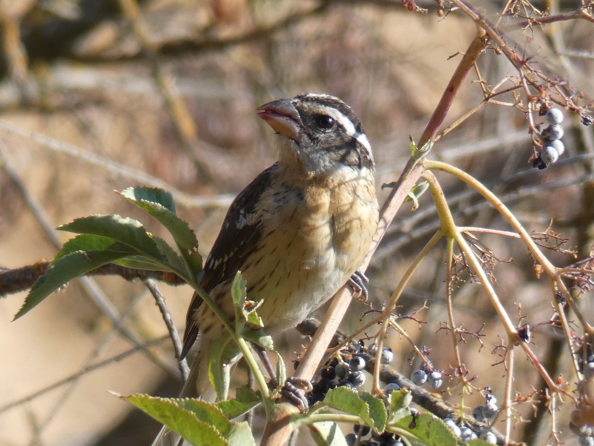 Black-headed Grosbeak - ML110984791