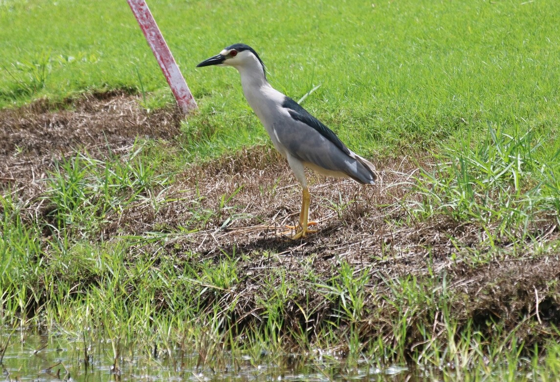 Black-crowned Night Heron - ML110985751