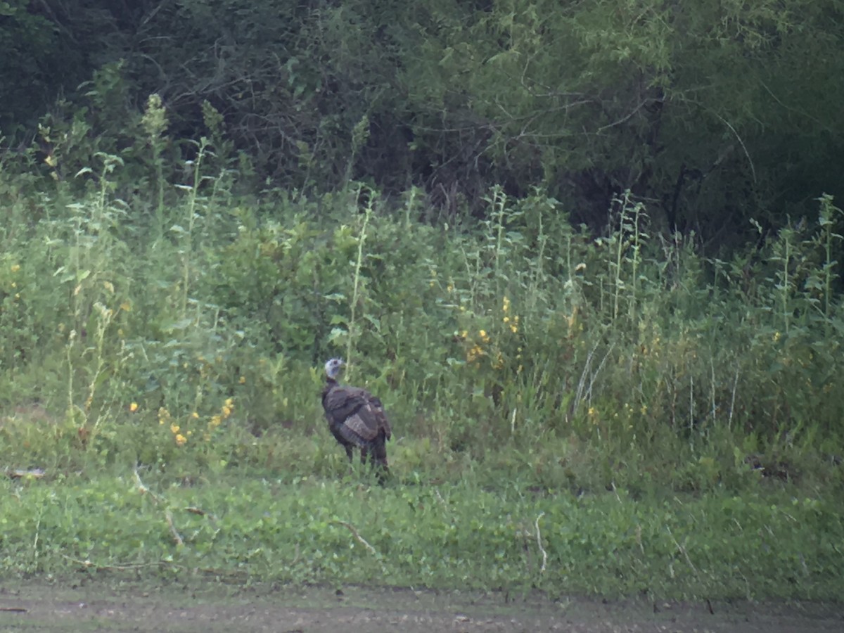 Wild Turkey - ML110987261