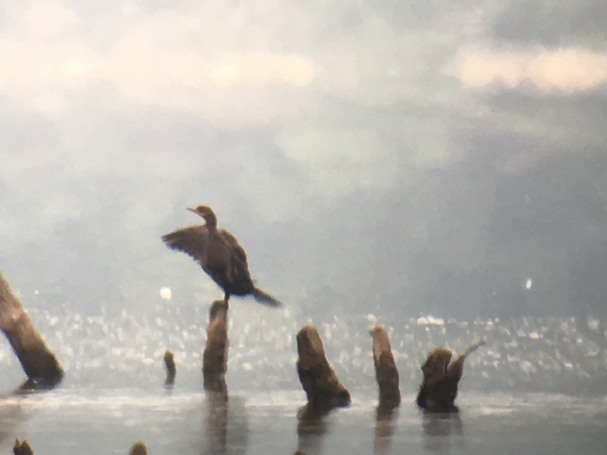 Double-crested Cormorant - ML110987301