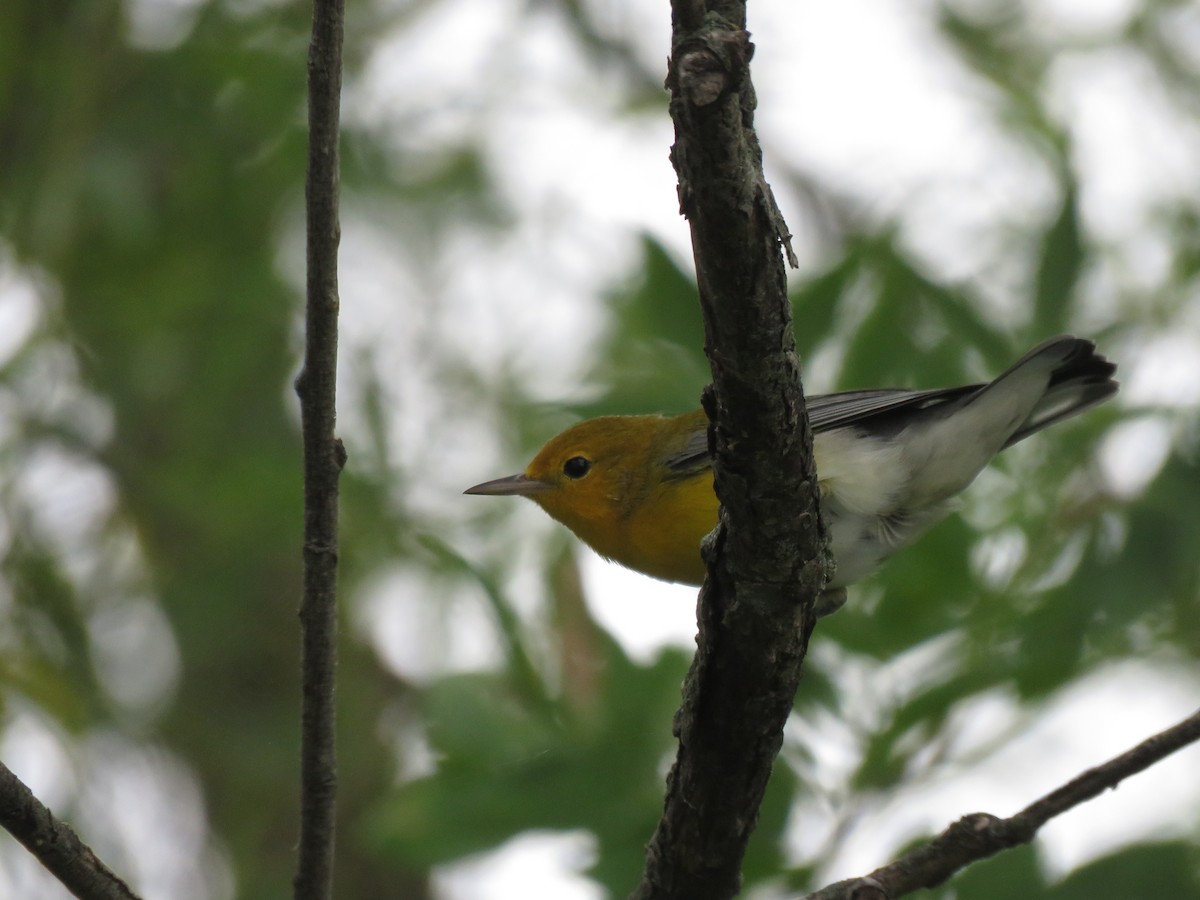 Prothonotary Warbler - ML110987481