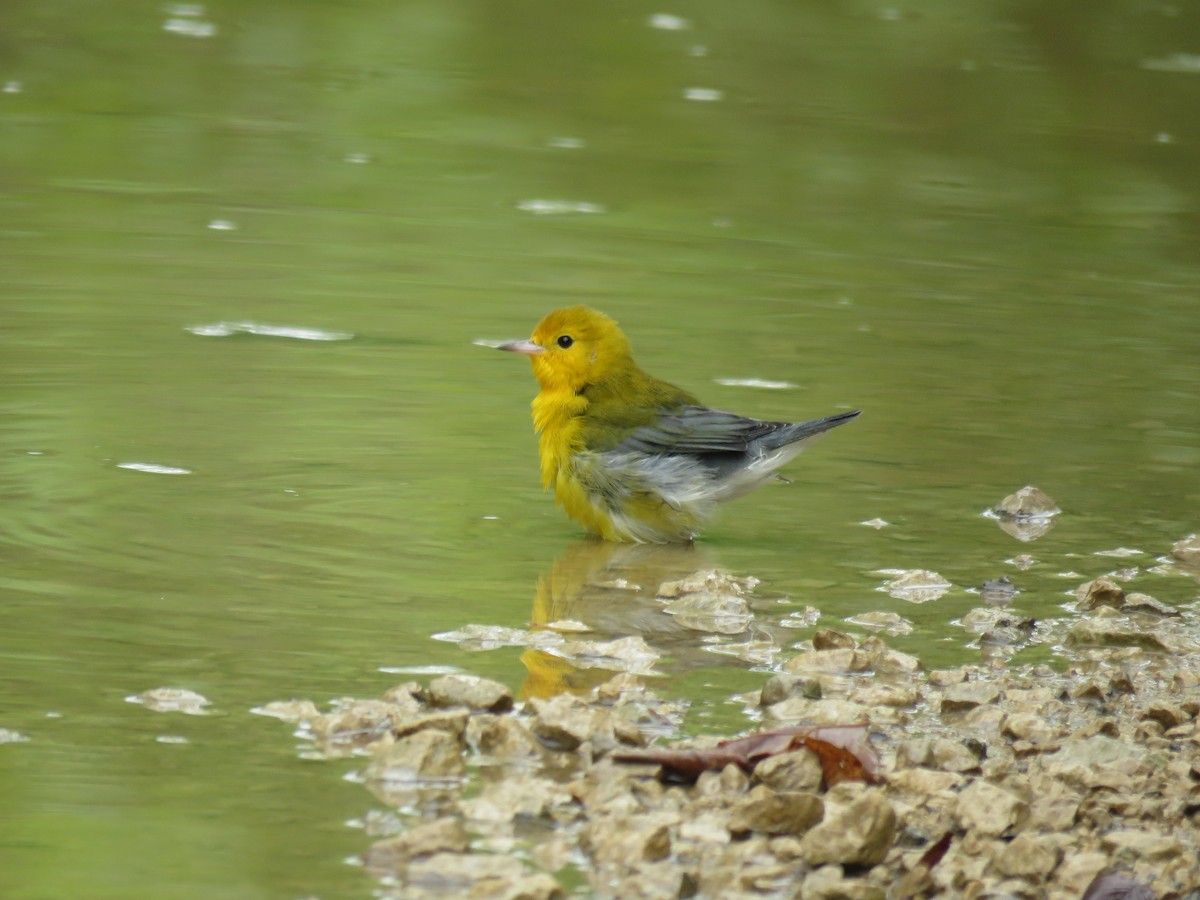 Prothonotary Warbler - ML110987491
