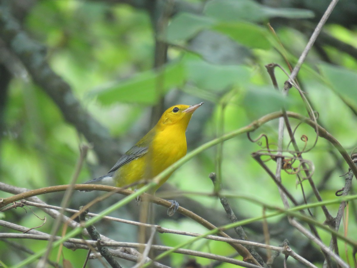 Prothonotary Warbler - ML110987511