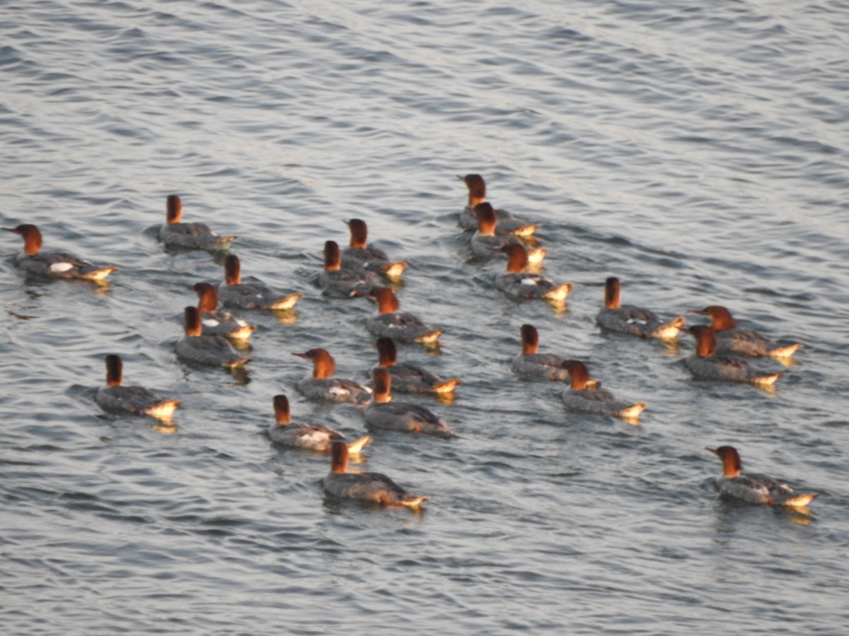 Gänsesäger - ML110990241