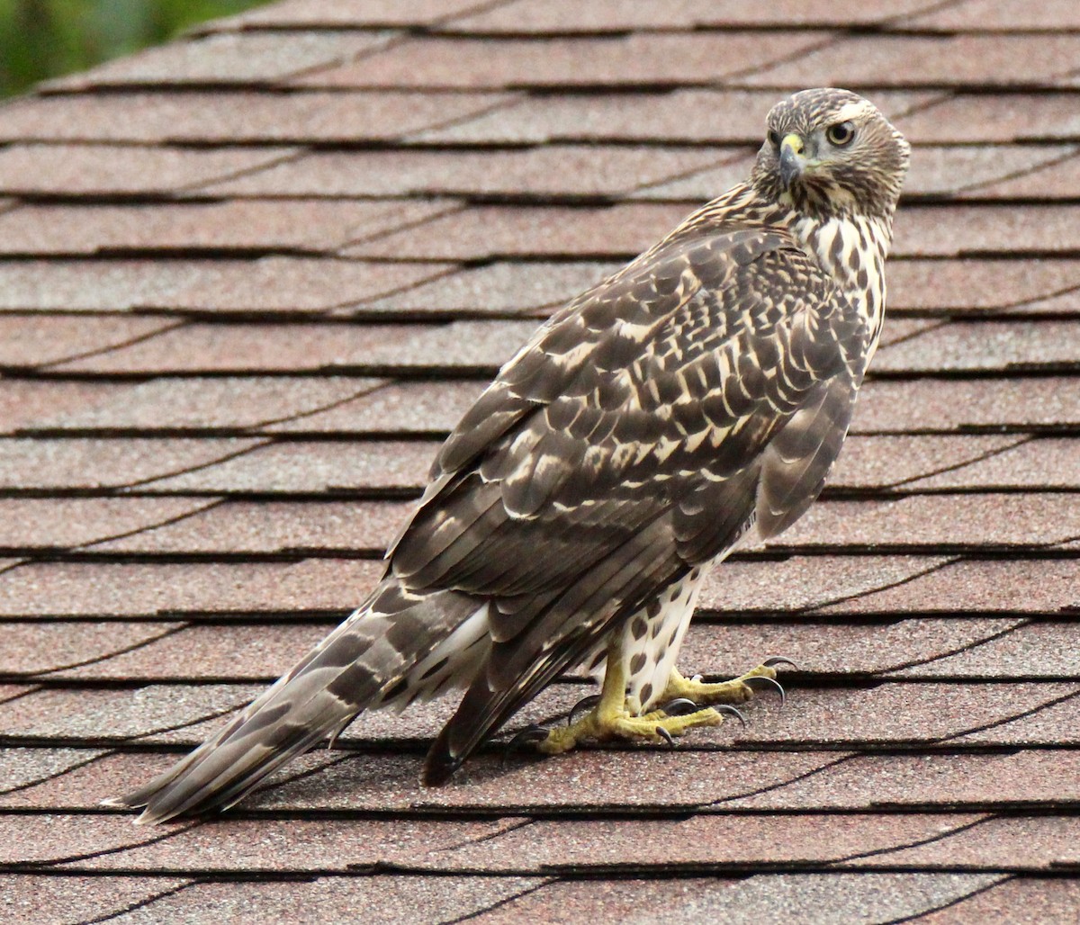 American Goshawk - ML110990871