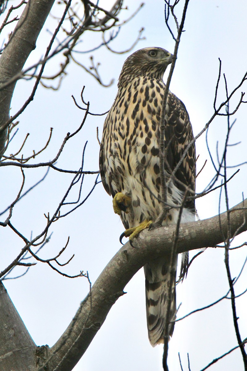 American Goshawk - ML110991081